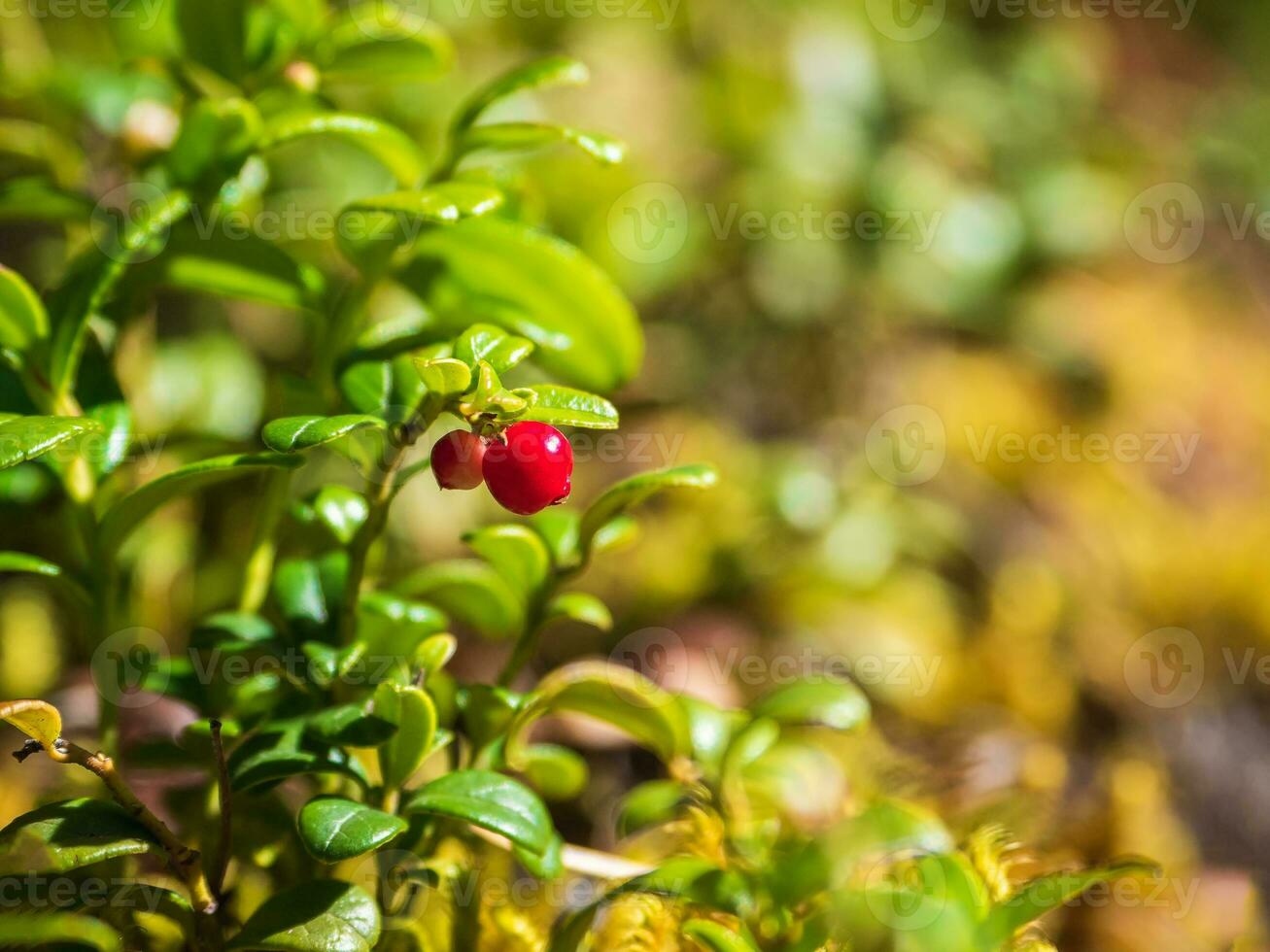Deep in the forest. Sunny forest with cranberries. Wild berries close-up. photo