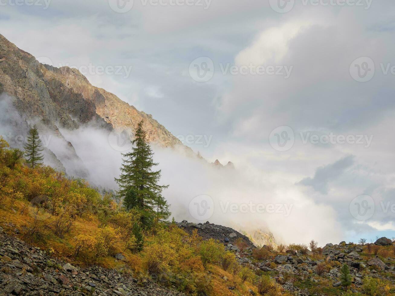 Colorful autumn landscape with mountain and coniferous trees on hill with view to forest mountain in golden sunshine in low clouds. Sunlit yellow slopes in fog. photo
