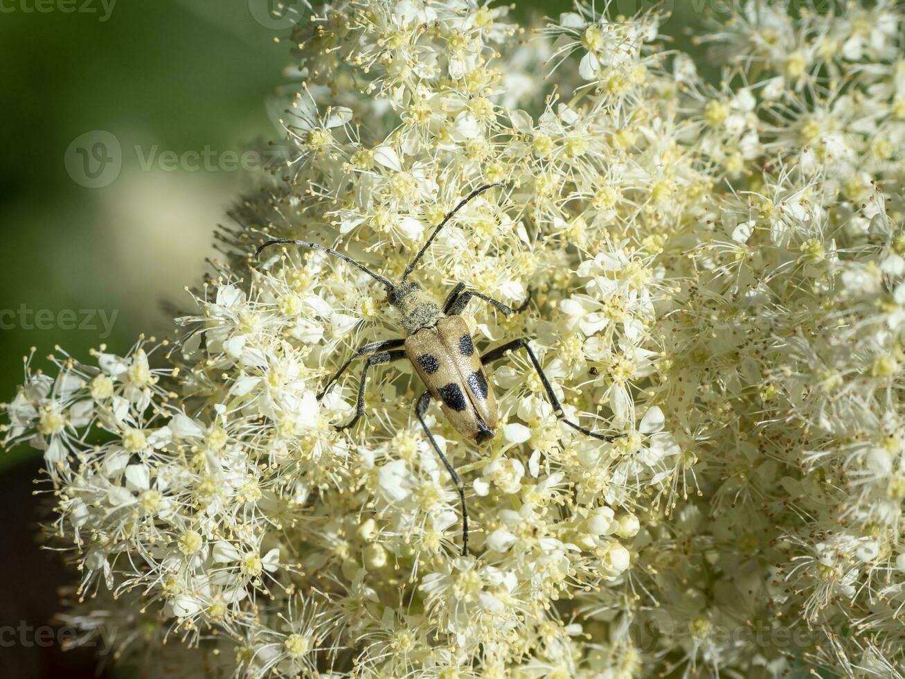 Pachyta quadrimaculata - beetle in nature photo