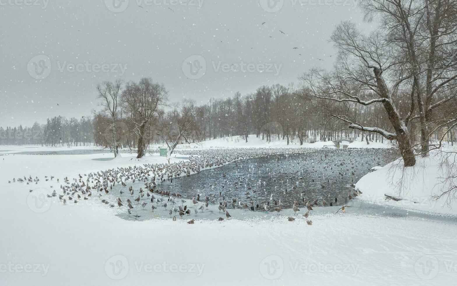 invierno lago con patrones en el nieve cubrir de el agua y un montón de volador gaviotas en el ciudad parque en un Nevado día. Gatchina. Rusia. foto