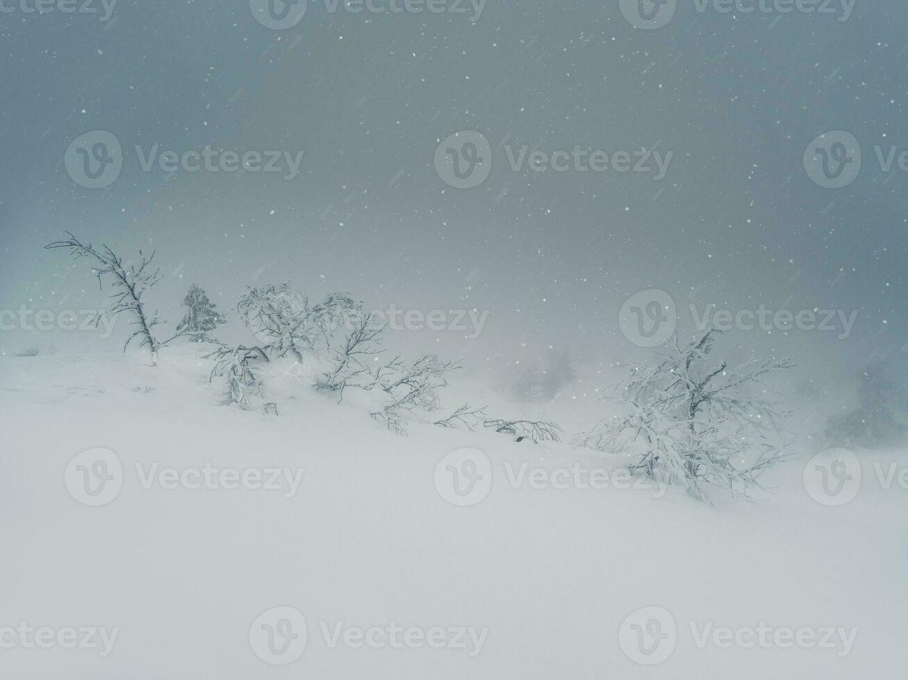 Poor visibility, blizzard, heavy snowstorm in the polar forest. Fabulous winter spruce forest in a blizzard. The snow-covered trees are barely visible through the snow shroud. Harsh Arctic nature. photo