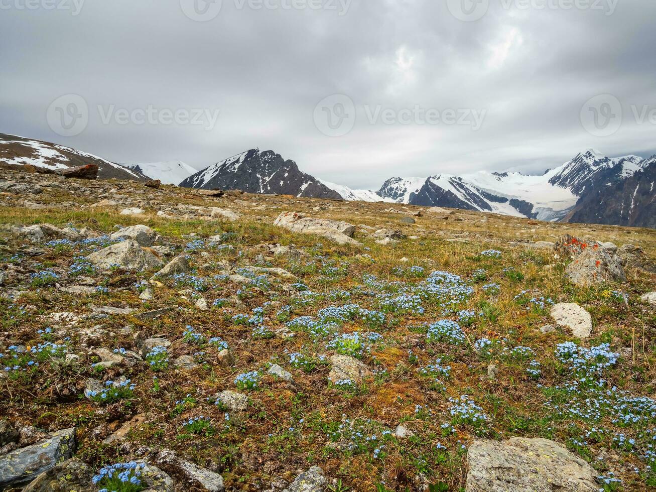 Alpine forget - me - nots flower meadow. Blooming Alpine meadow. Alpine green summer meadow with blooming purple flowers. Alpine highlands. Blooming forget - me - nots meadow of the highlands. photo