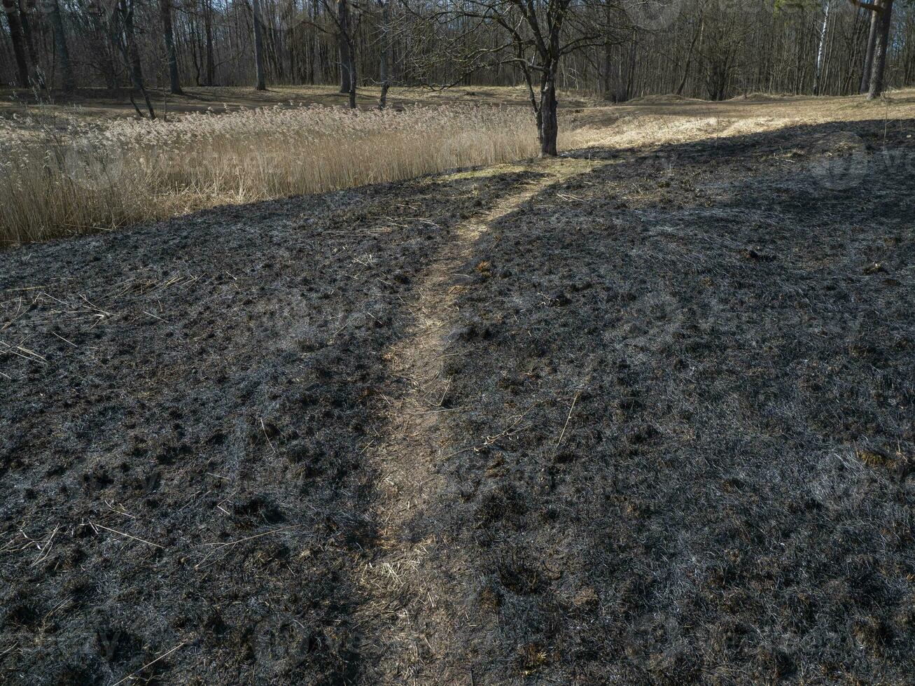 quemado césped. un campo con quemado césped. intencional incendio provocado. el destrucción de insectos ecológico desastre foto