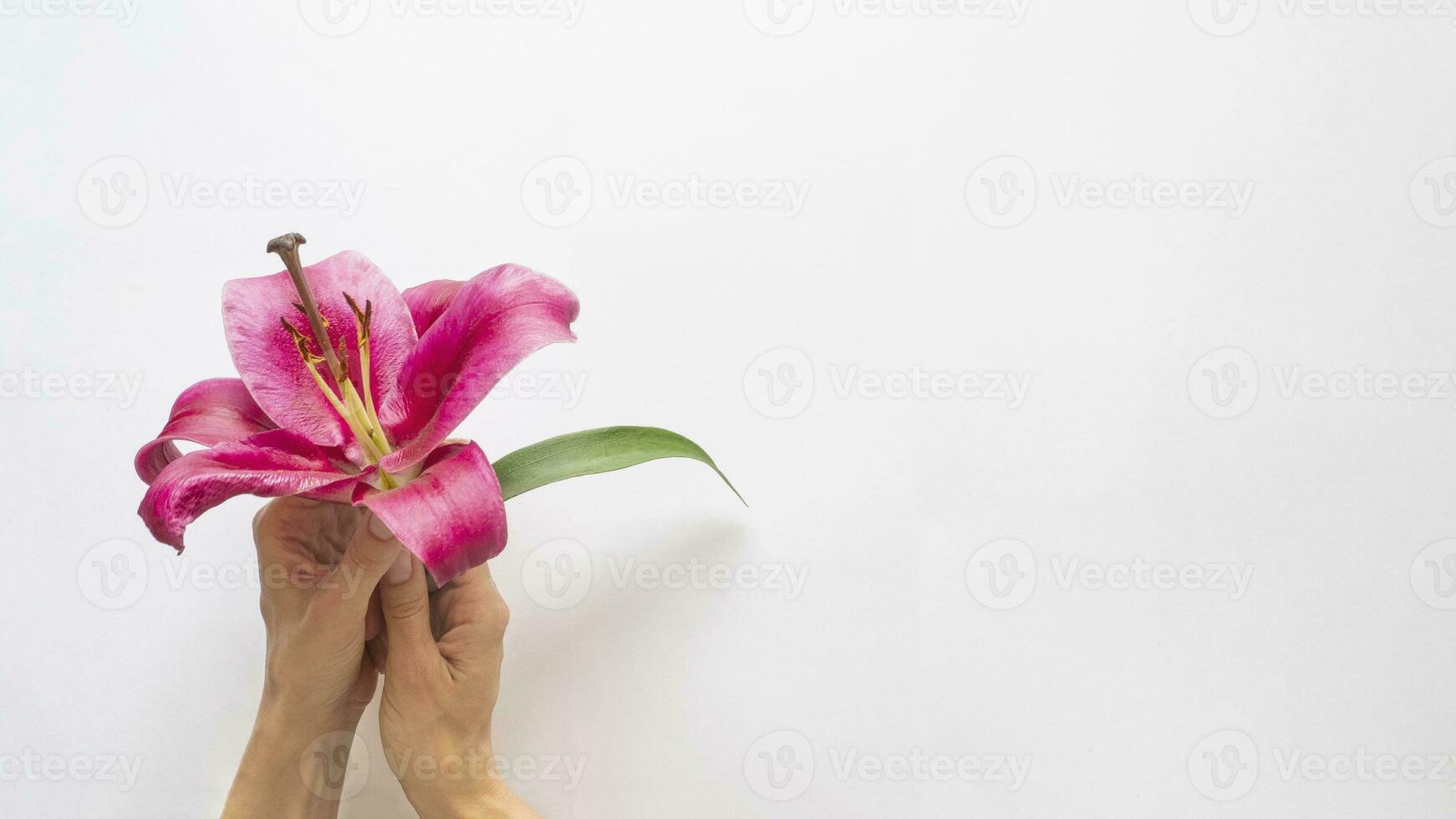 Autumn composition with red Lily flower in the hands on white background. Flat lay copy space photo