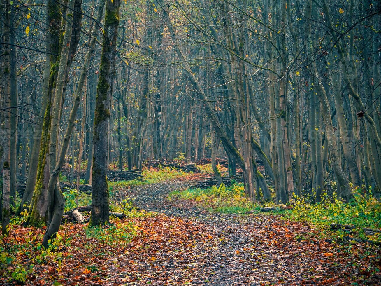 Spring clearing the forest of dead wood. Forest alley with piles of branches prepared for export photo