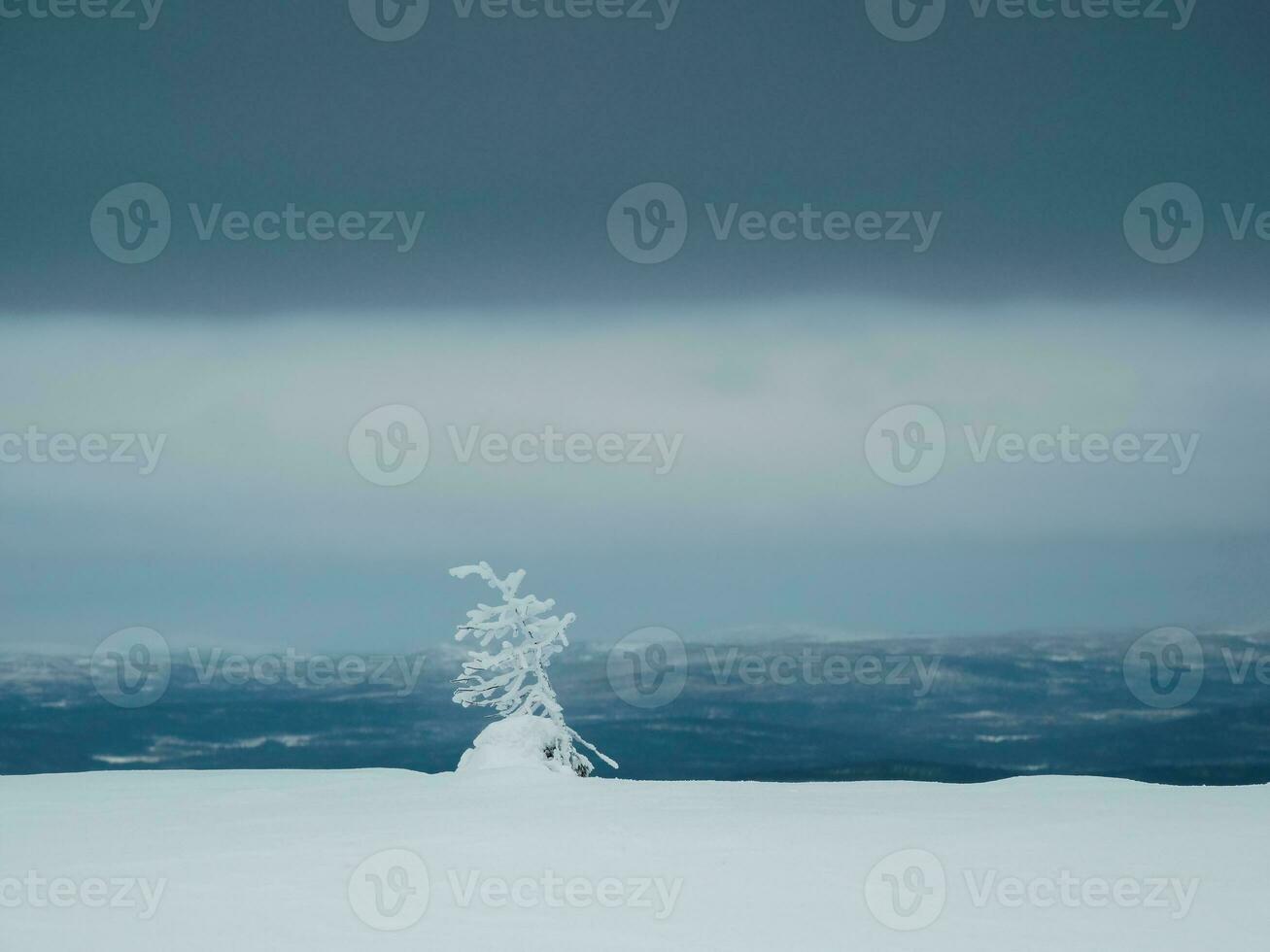 Winter minimalistic northern background with tree plastered with snow against a dark dramatic sky. Arctic harsh nature. Mystical fairy tale of the winter misty forest. photo