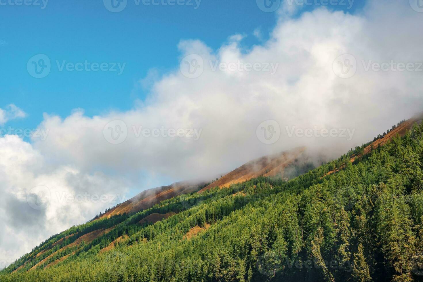 Amazing view from sunlit coniferous trees to fir forest valley and sharp rocky mountain range in low misty clouds. Awesome mountain landscape with cedar forest and sharp rocks. Nature of Altai. photo