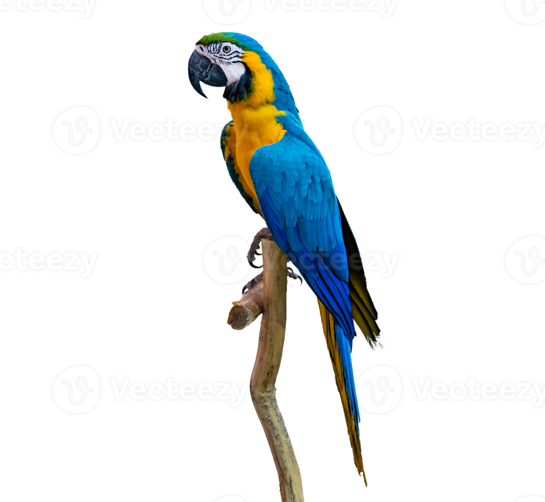 macaw parrot parakeet perching on branch Isolate on transparent background PNG file