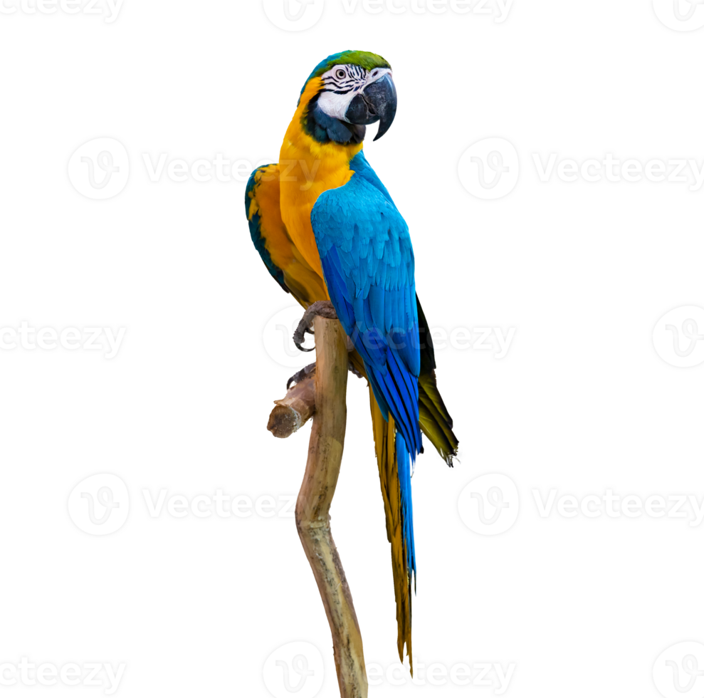 macaw parrot parakeet perching on branch Isolate on transparent background PNG file