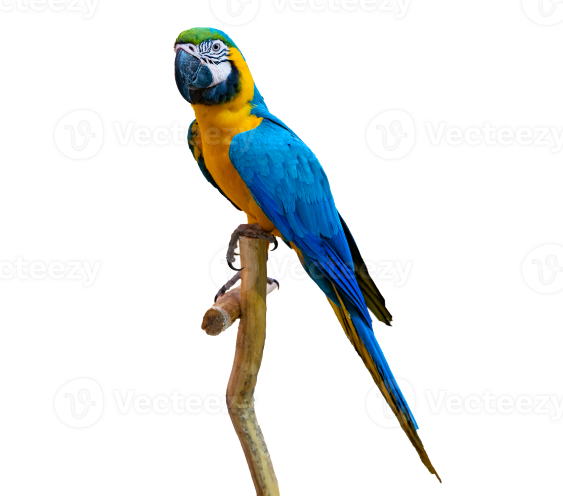 macaw parrot parakeet perching on branch Isolate on transparent background PNG file