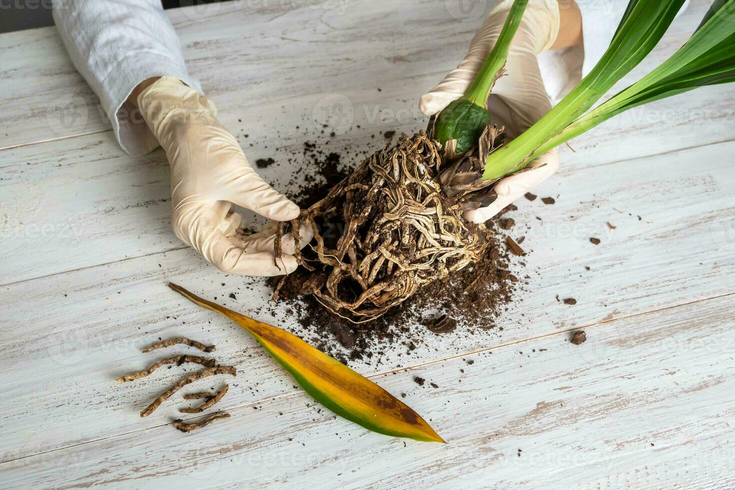 A gloved hand shows the damaged diseased orchid roots on the table. Close-up of the affected orchid roots. The plant needs to be transplanted. Indoor floriculture, care and care of plants. photo