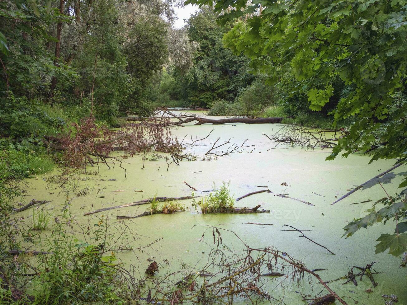 misterioso bosque con pantano. paisaje de oscuro bosque con pantanoso lago. ver con muerto arboles en el agua foto