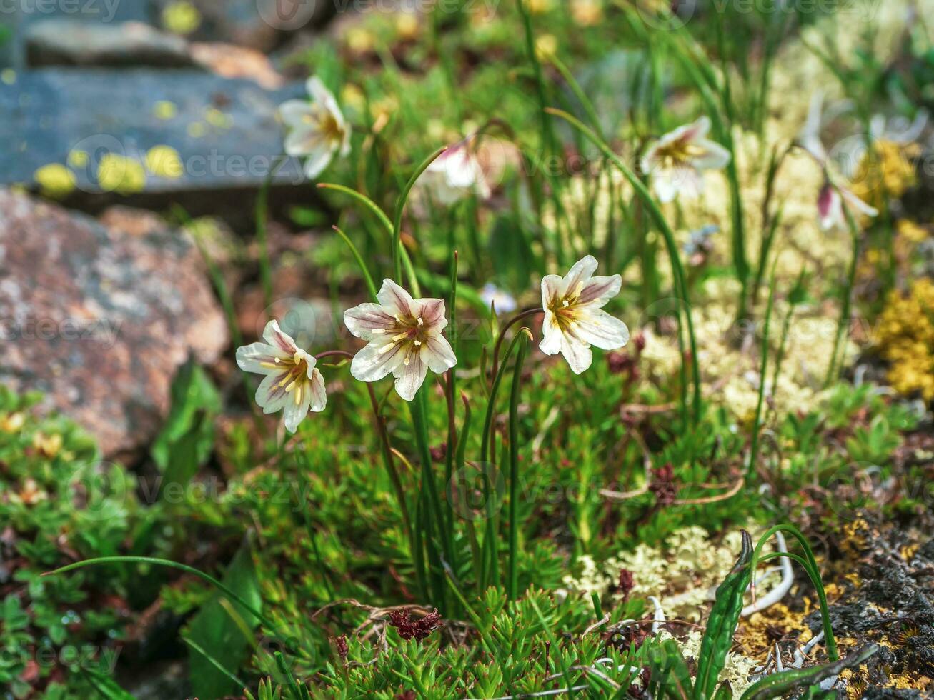 Fragrant wild mountain flowers. Lloydia serotina - Alp Lily, Mountain wildflower in Siberia. photo