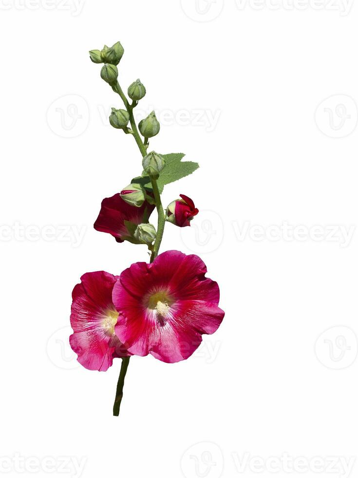 Mallow red flower isolate on a white background photo