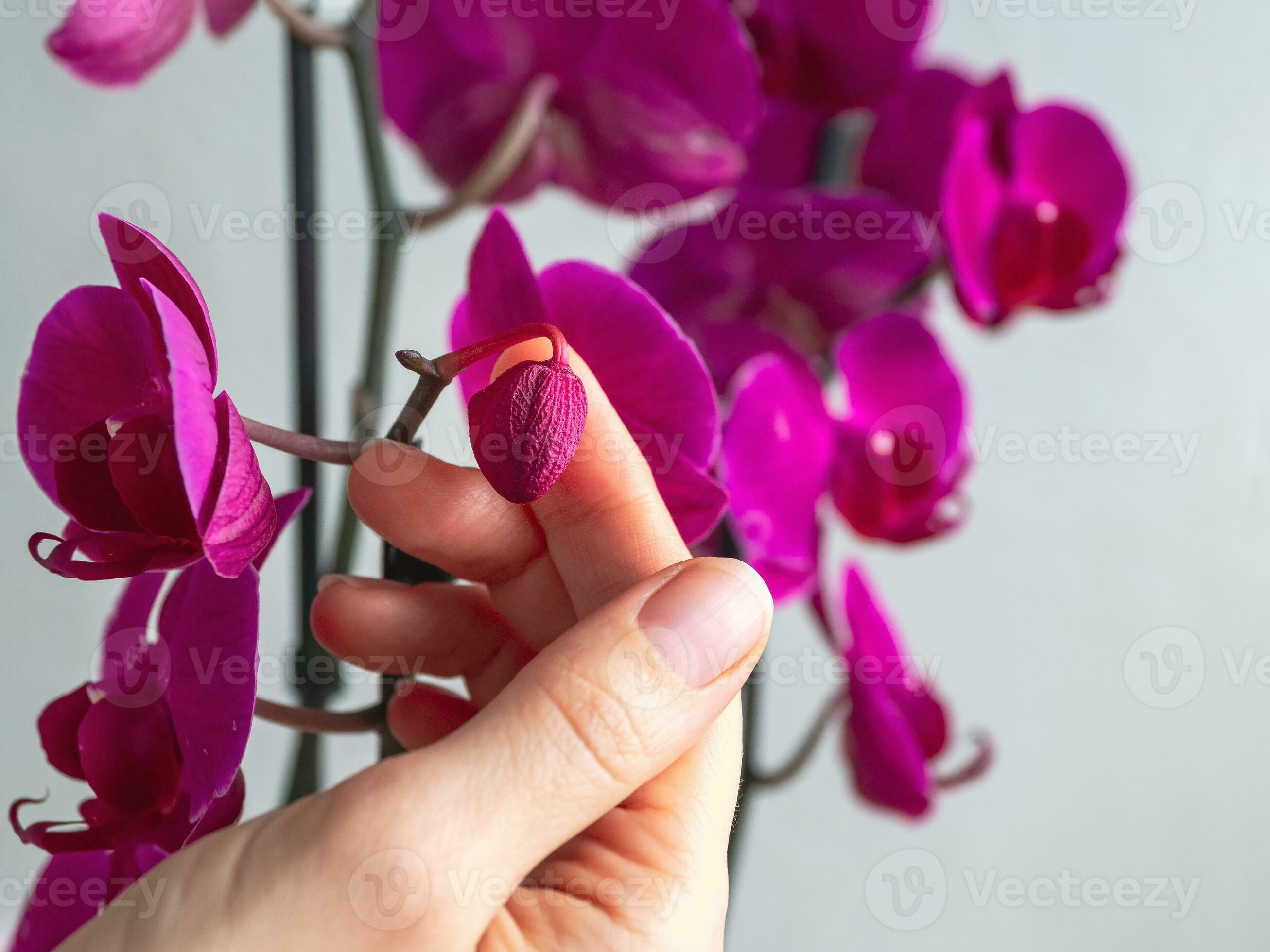 Disease of orchids. Drying and falling of young bud in the orchid. Home