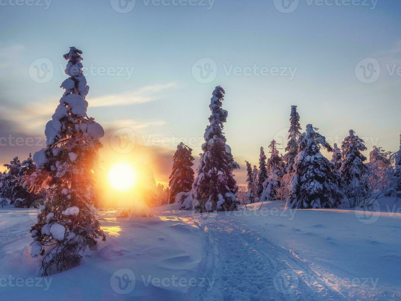 Landscape with winter polar forest and bright sunbeams. Sunrise, sunset in beautiful snowy forest. photo