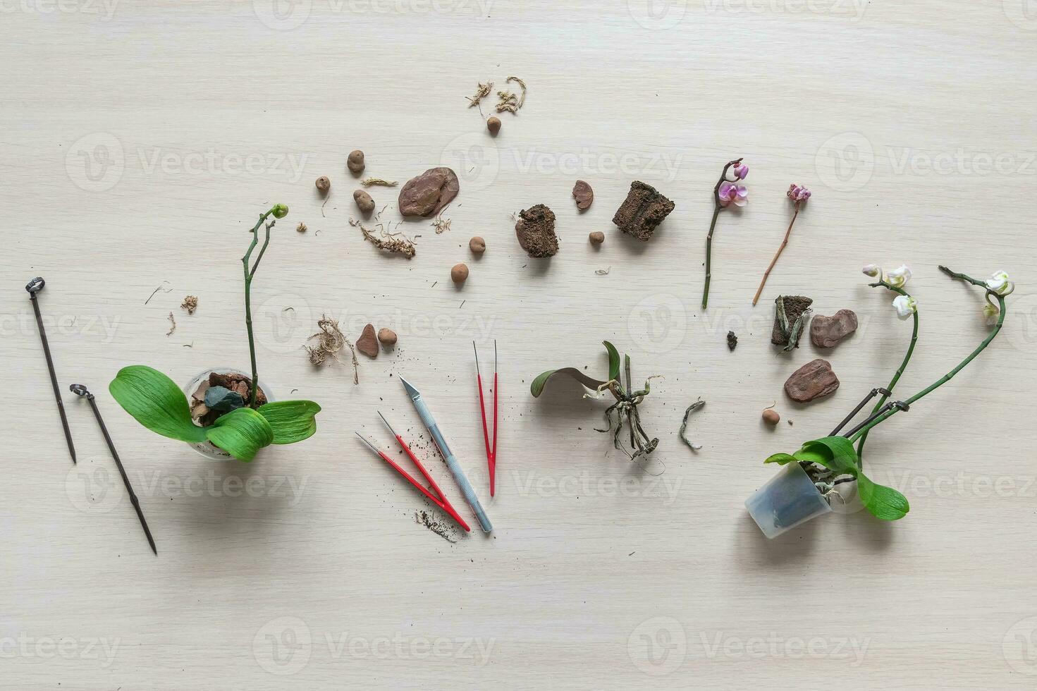 Transplanting damaged mini orchids. Home gardening, breeding of orchids. Diseases of orchids, taking care of healthy roots. Flat lay, top view. photo