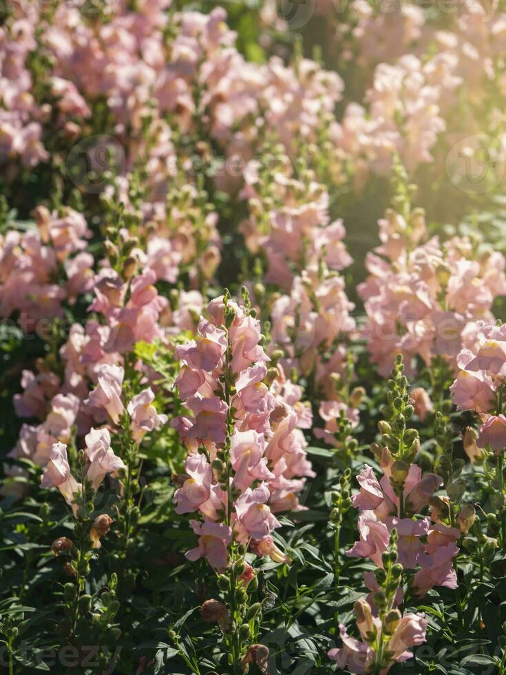 Pink flowers of snapdragon Antirrhinum majus on the flowerbed background photo