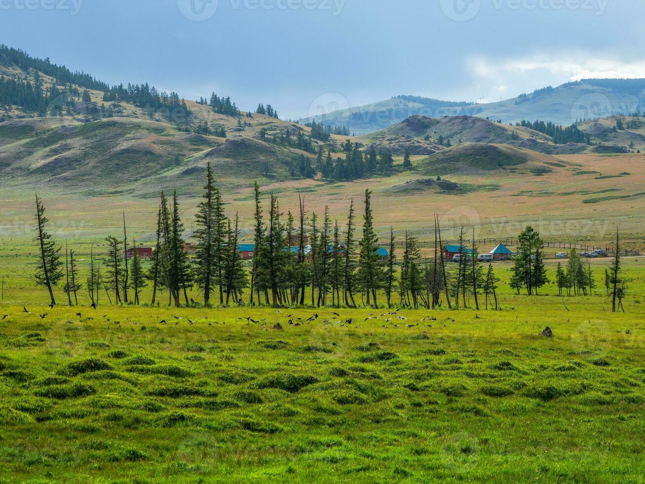 A line of trees in a field on the horizon against the background of the village. Protection of fields from erosion. The nature of the Altai Mountains. Siberia, Russia. photo