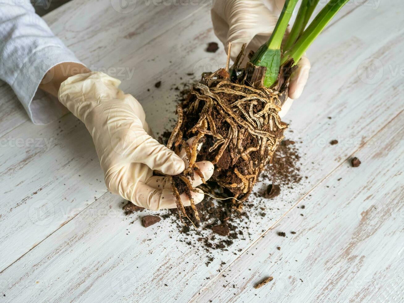 A gloved hand shows the damaged diseased orchid roots on the table. Close-up of the affected orchid roots. The plant needs to be transplanted. photo