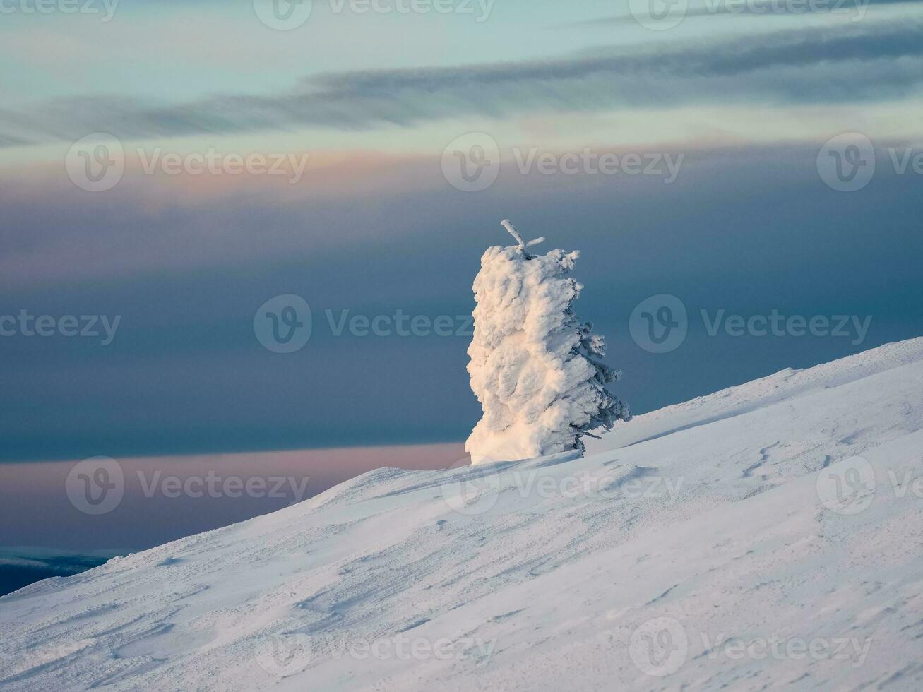 Bright magical bizarre silhouette of fir tree are plastered with snow. Arctic harsh nature. Mystical fairy tale of the winter. Snow covered lonely Christmas fir tree on mountainside. photo