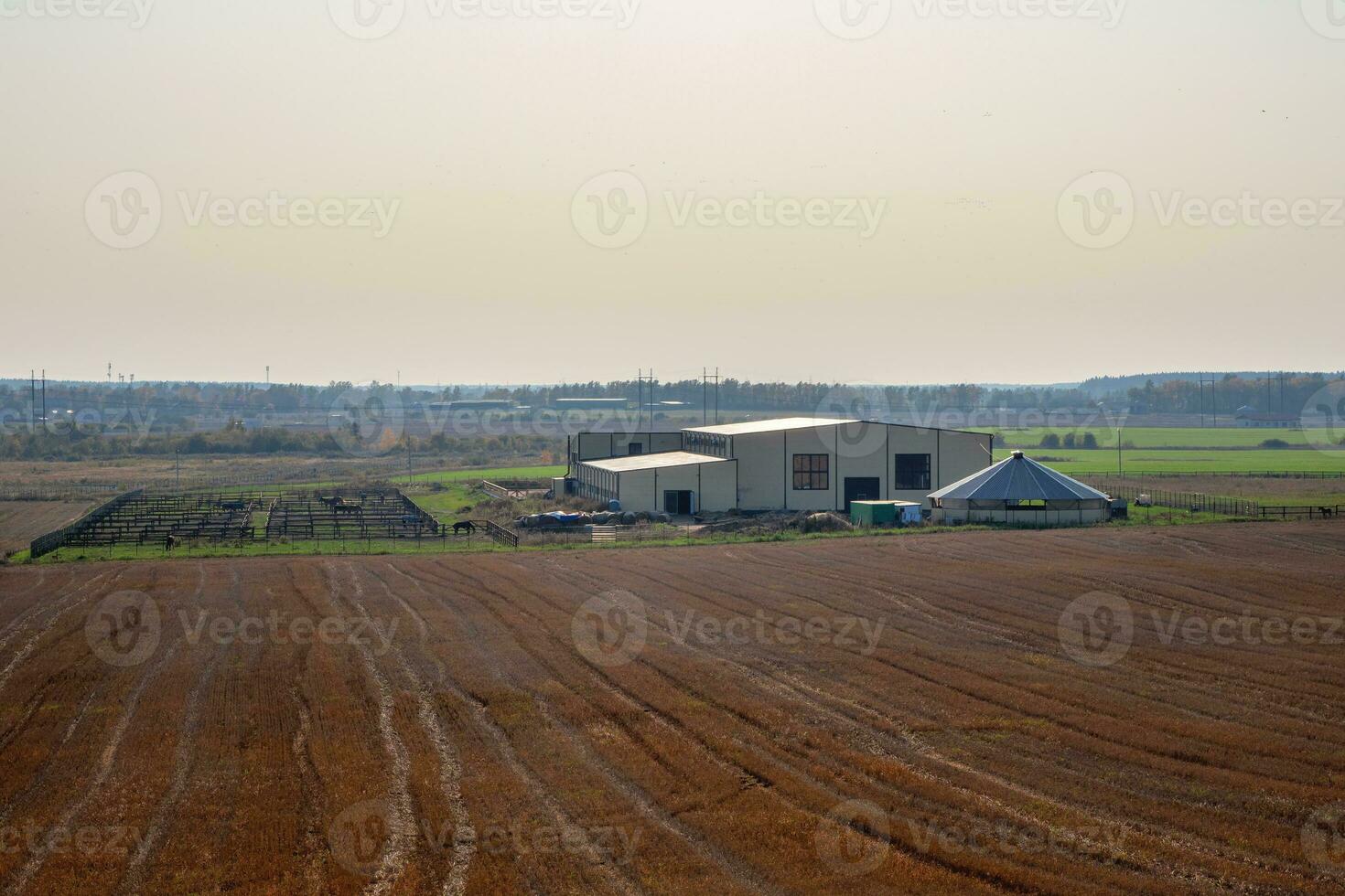 moderno granja situado en un Santo Petersburgo pólder. eso es un soleado verano noche. estable en el campo. foto