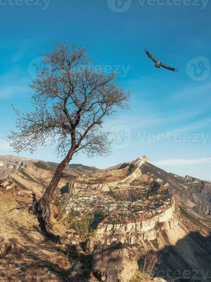 Lonely dry tree nearby on the cliff. The Gunib plateau in Dagestan. Vertical view. photo