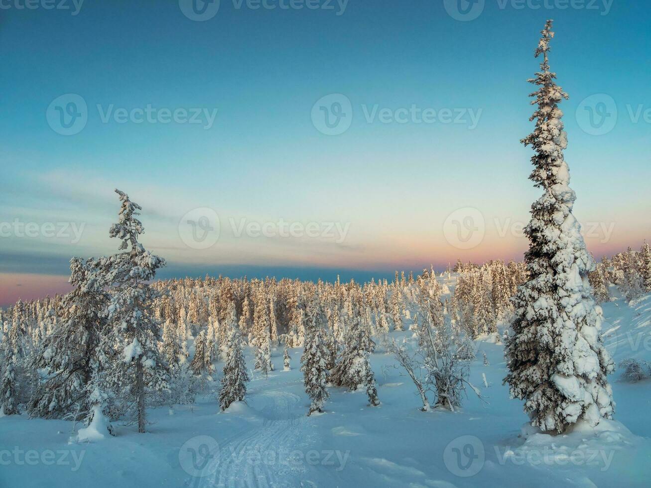 Soft focus. Trail through the winter forest at early morning through fir trees wrapped in snow. Arctic harsh nature. Mystical fairy tale of the winter frost forest. photo