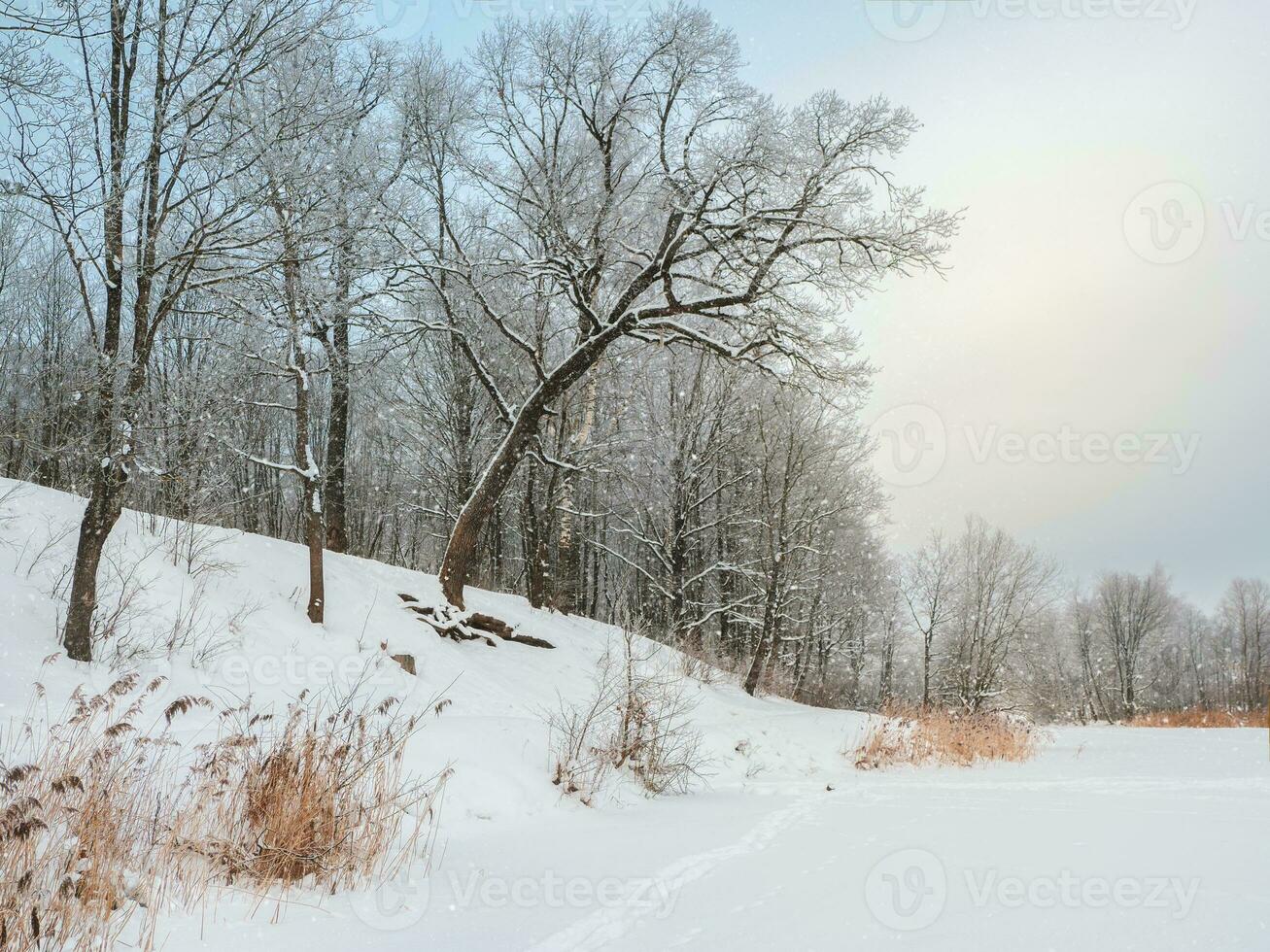 The coastline of a snow-covered lake with beautiful leaning trees. Winter snow landscape. photo