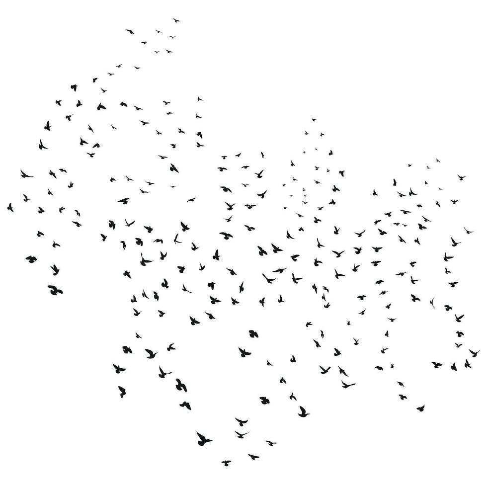 Sketch drawing of a silhouette of a flock of birds flying forward, cling together. Takeoff, flying, flight, flutter, hover, soaring, landing vector