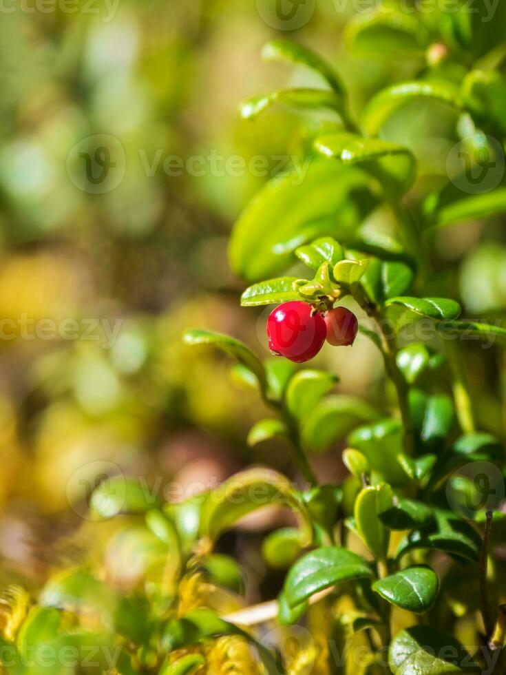 Deep in the forest. Sunny forest with cranberries. Wild berries close-up. photo