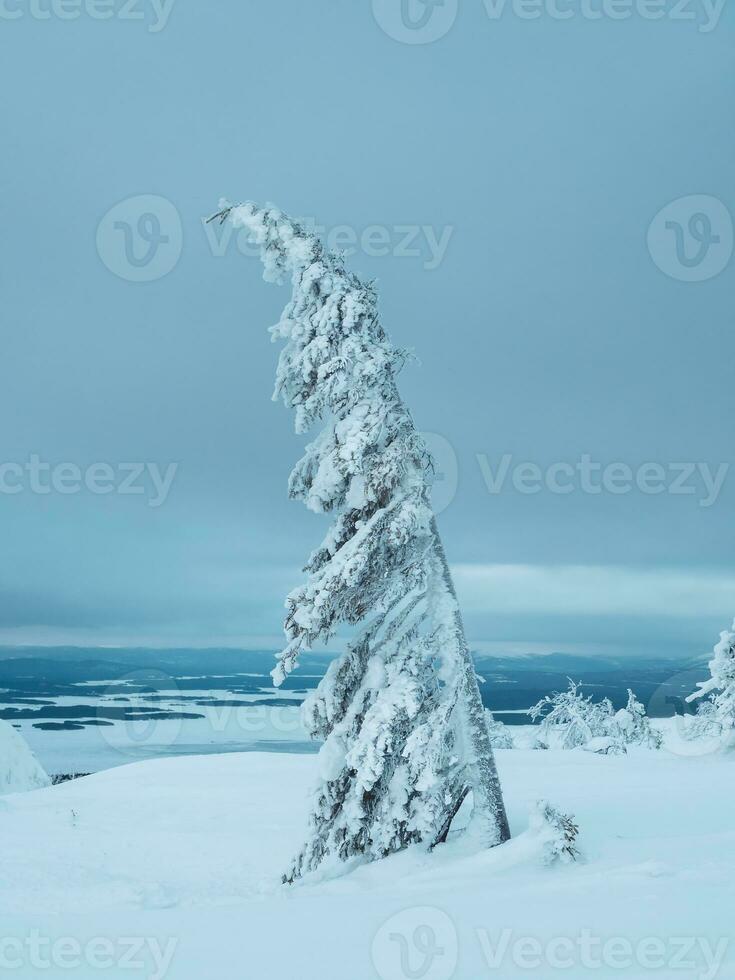 Magical bizarre silhouette of tree are plastered with snow. Arctic harsh nature. Mystical fairy tale of the winter morning forest. Snow covered Christmas fir tree on mountainside. Vertical view. photo