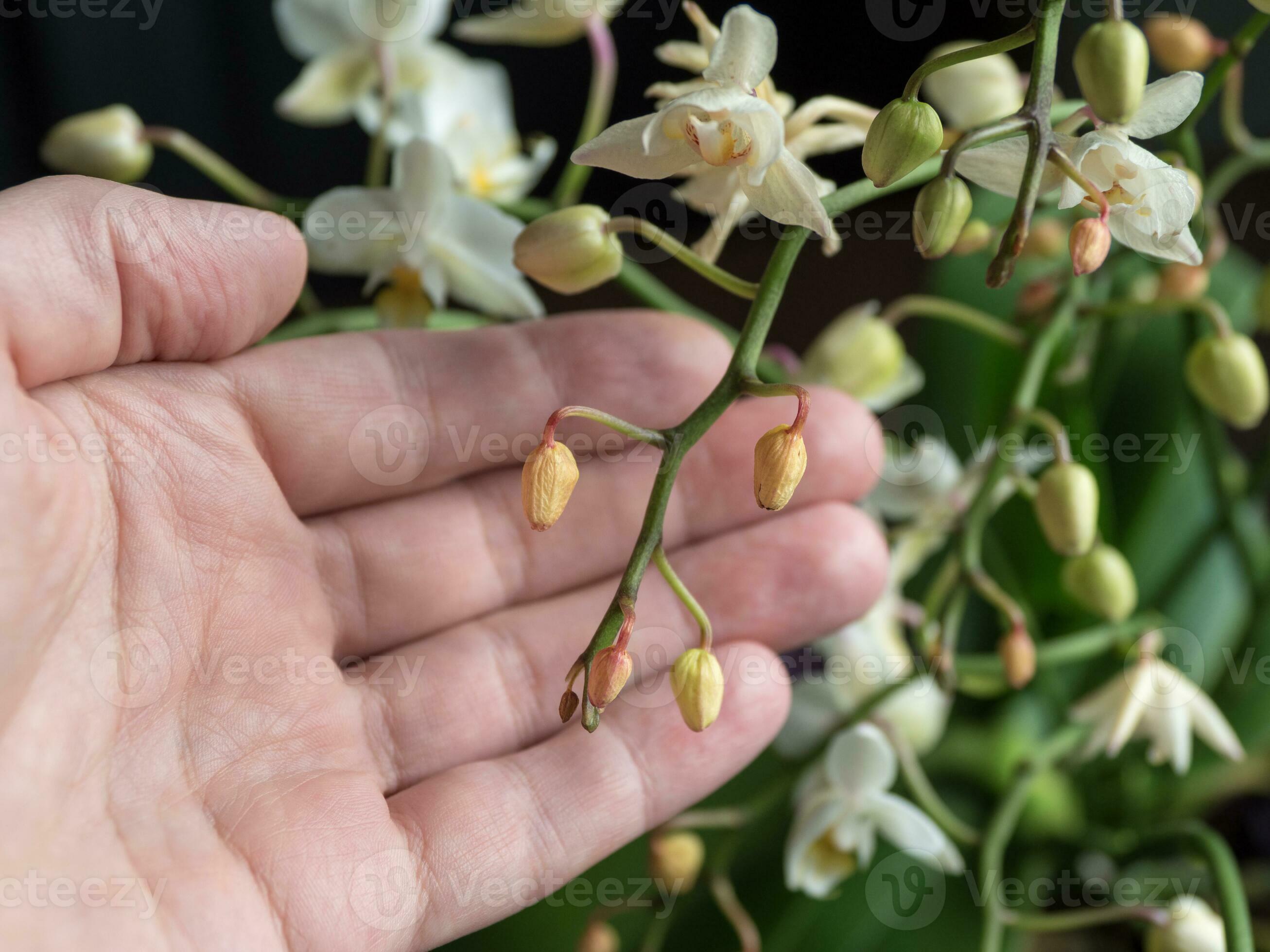 Disease of orchids. Drying and falling of young buds in the Orchid