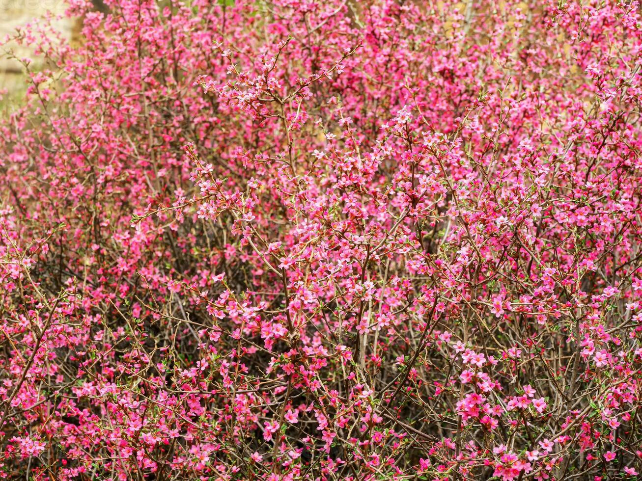 Branches with pink flowers of the steppe almond, close up. photo