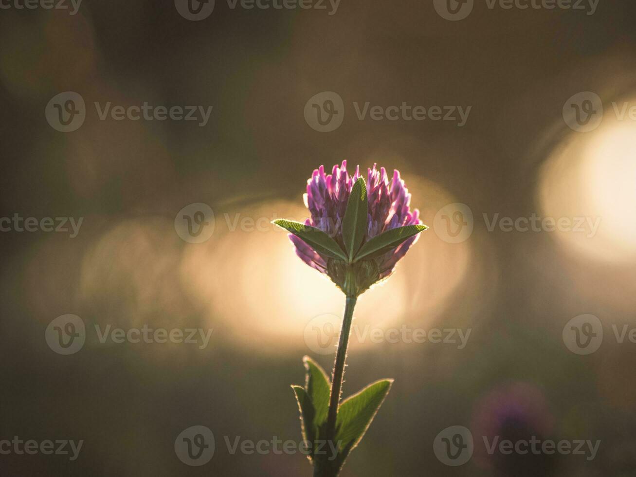 Abstract summer natural background with a clover flower. Soft focus. photo