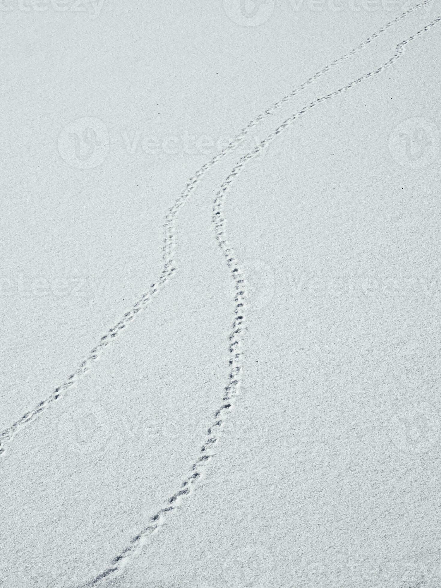 a-track-of-footprints-in-the-snow-is-a-fading-perspective-bird-tracks