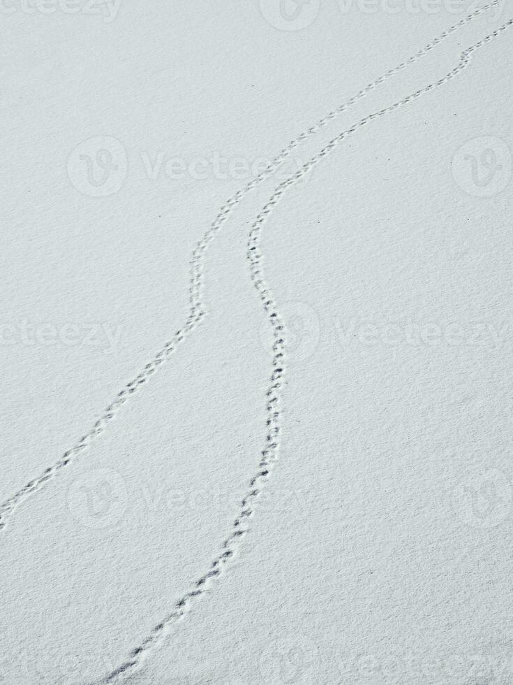 A track of footprints in the snow is a fading perspective. Bird tracks in the snow photo