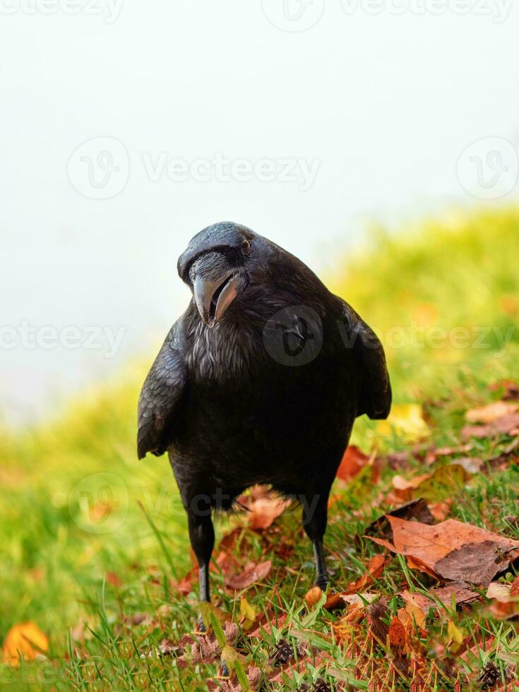 Curious big black raven looks straight at the camera and posing in an autumn meadow, vertical portrait of a black raven. photo