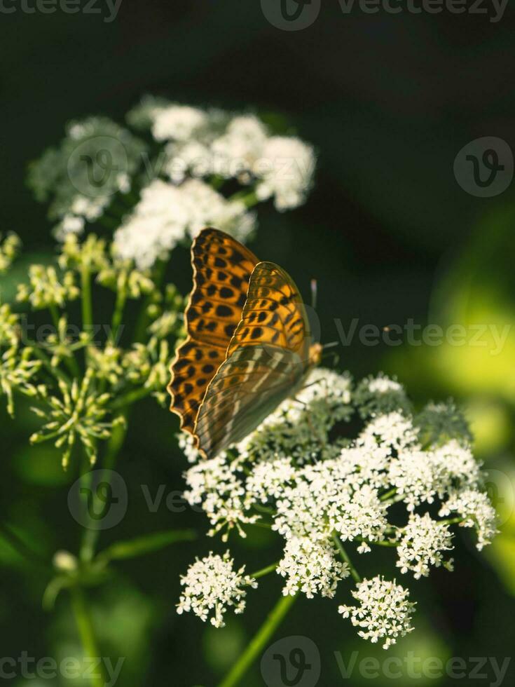 Bright orange large mother of pearl butterfly sitting on a white flower against blurred green grass. Close up. photo