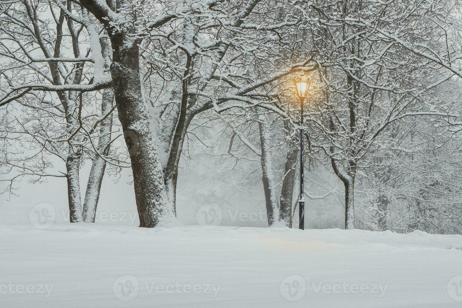 Blizzard in the evening winter park. Illuminated city park at evening. Snow-covered trees after a blizzard. Dark atmospheric winter cityscape. Tourism, recreation, Christmas, vacations, downtown. photo