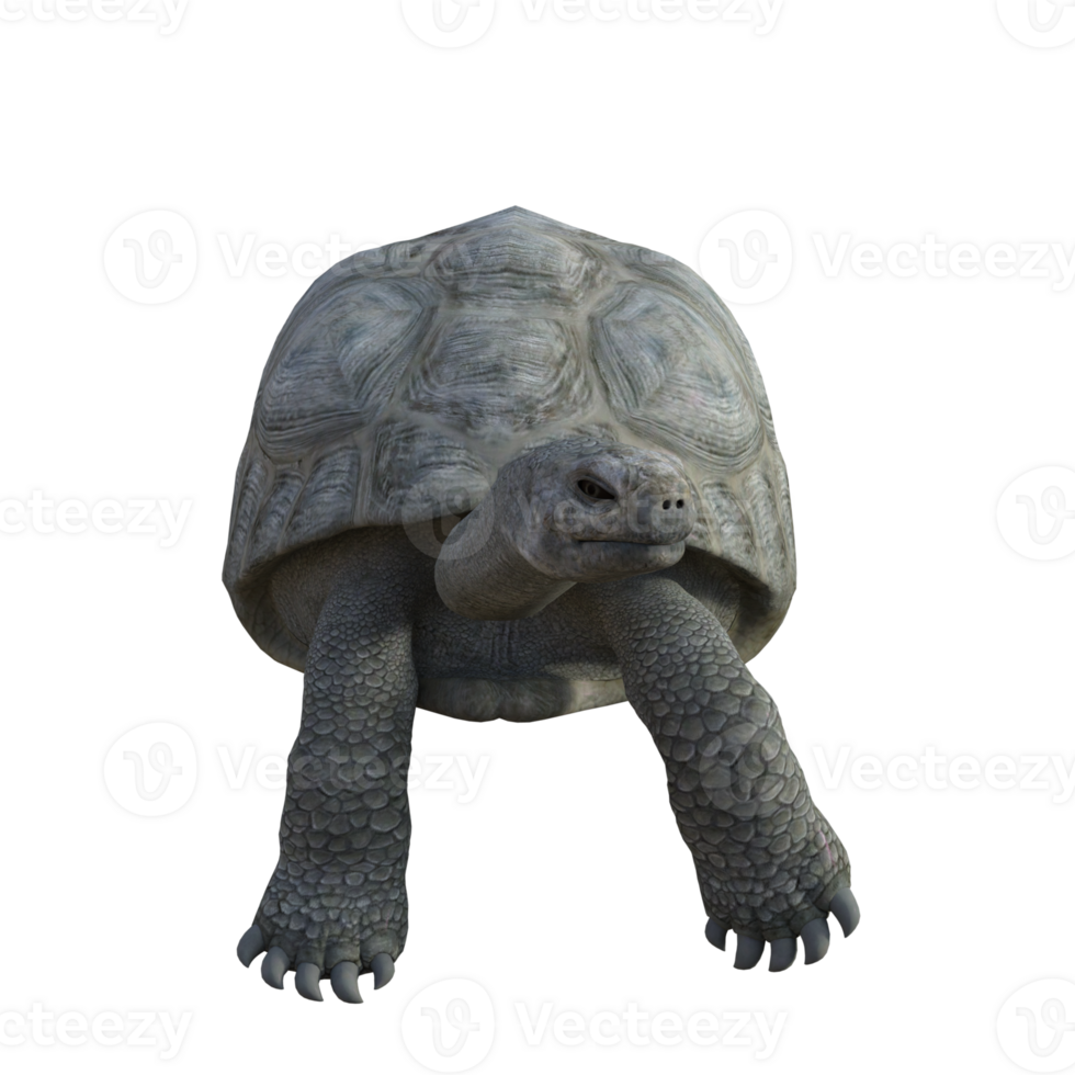 turtle animal isolated 3d png