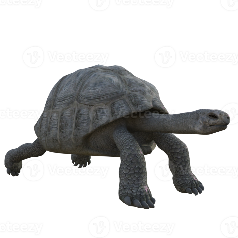turtle animal isolated 3d png