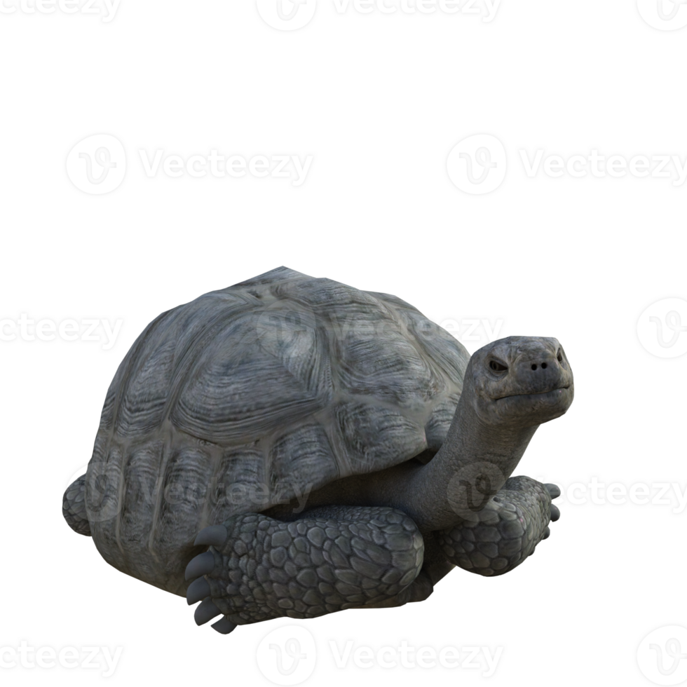 turtle animal isolated 3d png