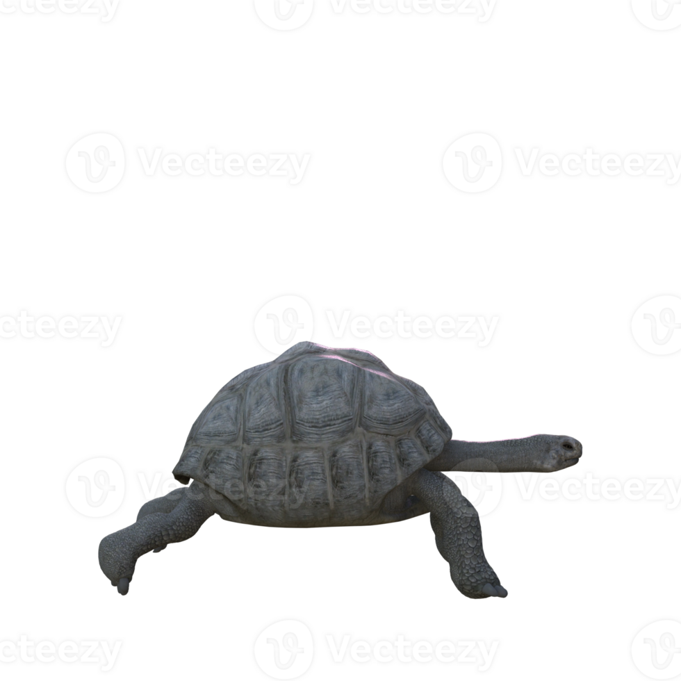 turtle animal isolated 3d png