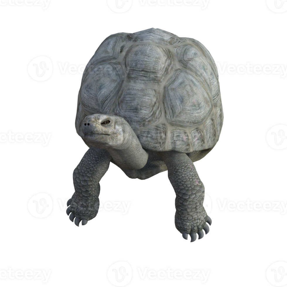 tortue animal isolé 3d png