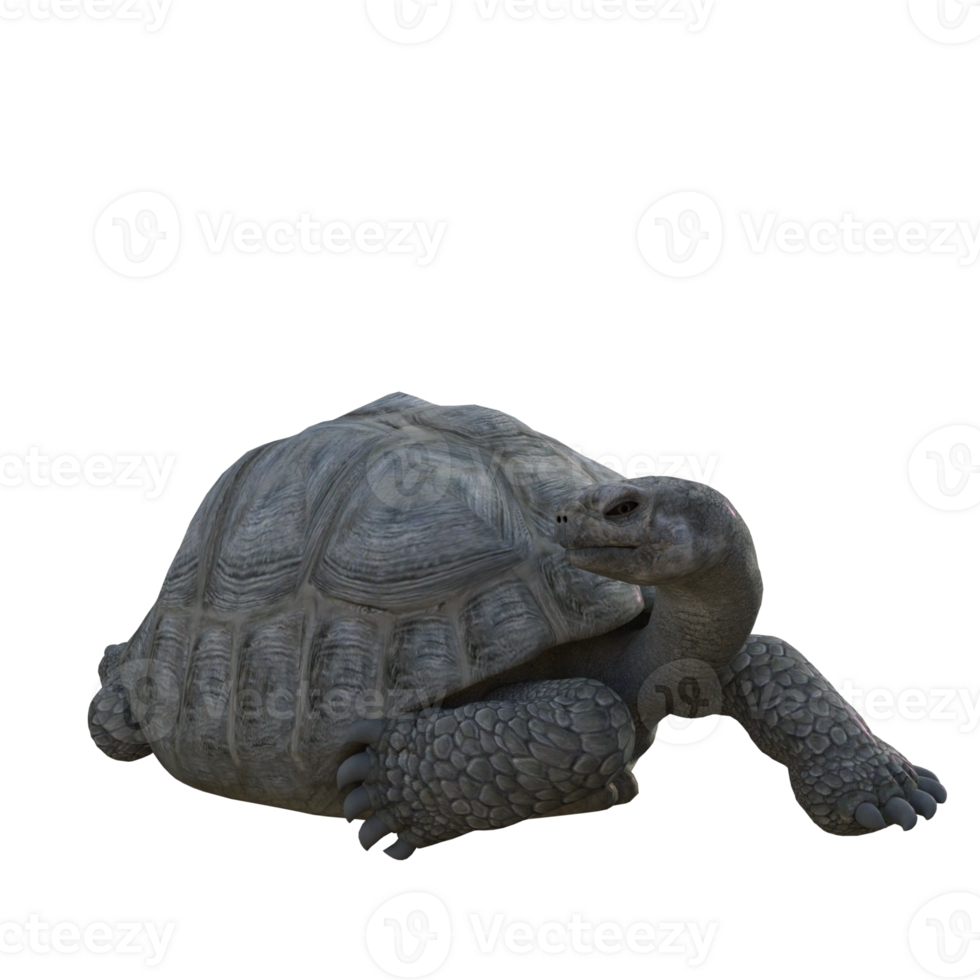 turtle animal isolated 3d png