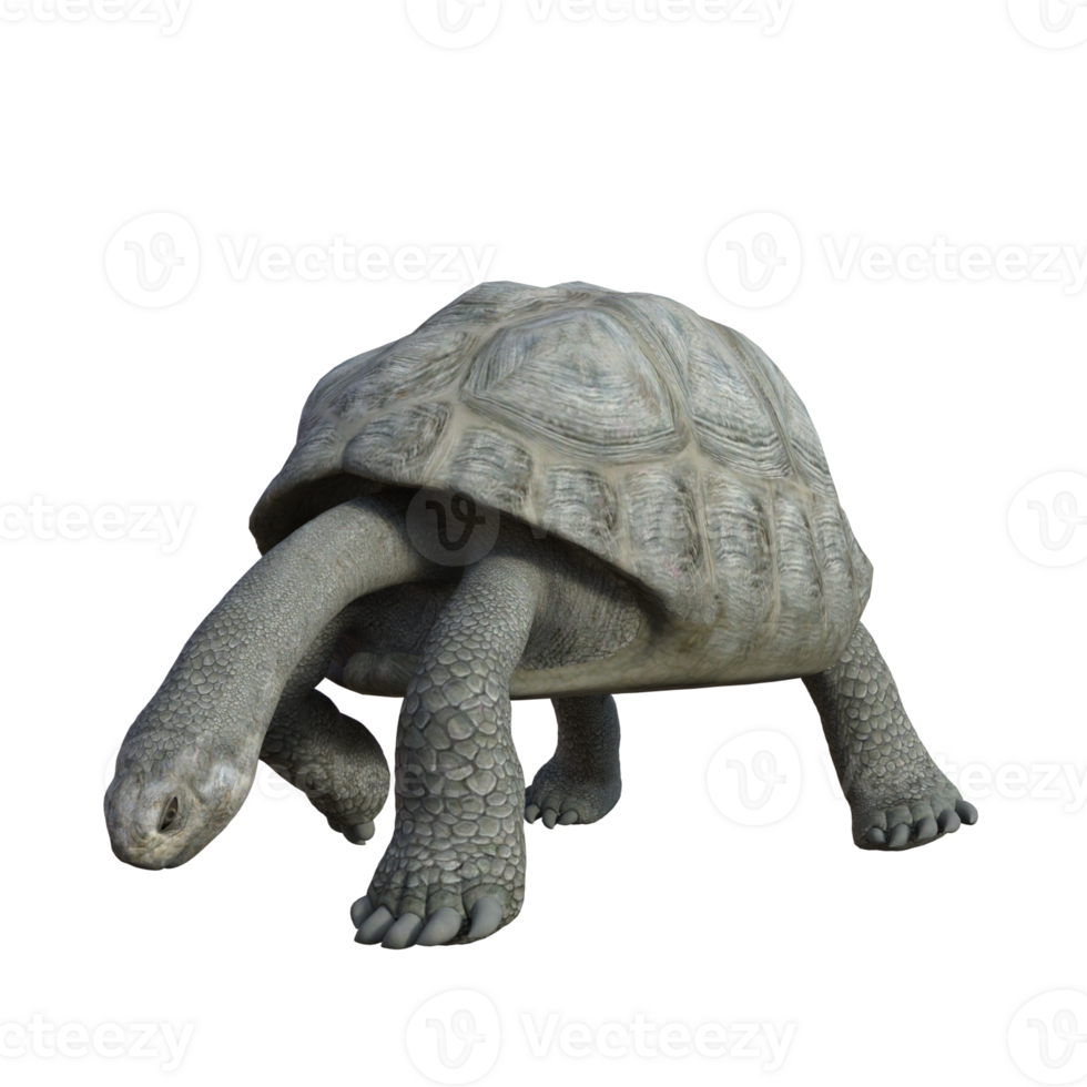 turtle animal isolated 3d png