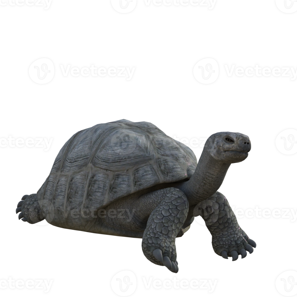 turtle animal isolated 3d png