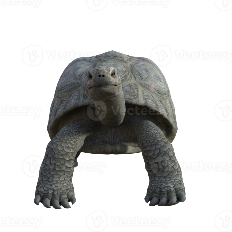 turtle animal isolated 3d png