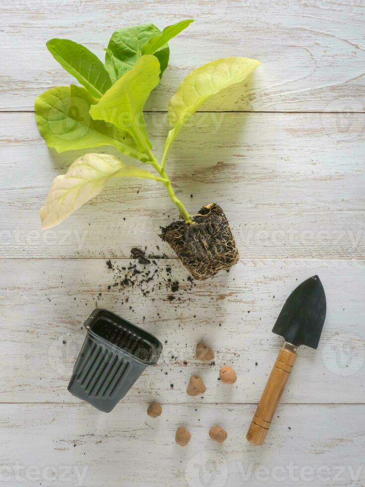 Planting a tobacco seedling photo